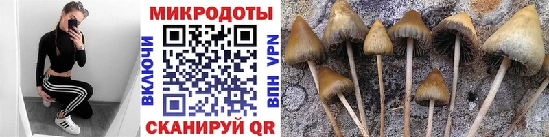 Псилоцибиновые грибы Psilocybine cubensis  наркотики  Курганинск 